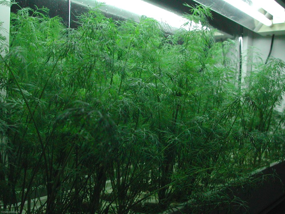 Укроп и петрушка в теплице