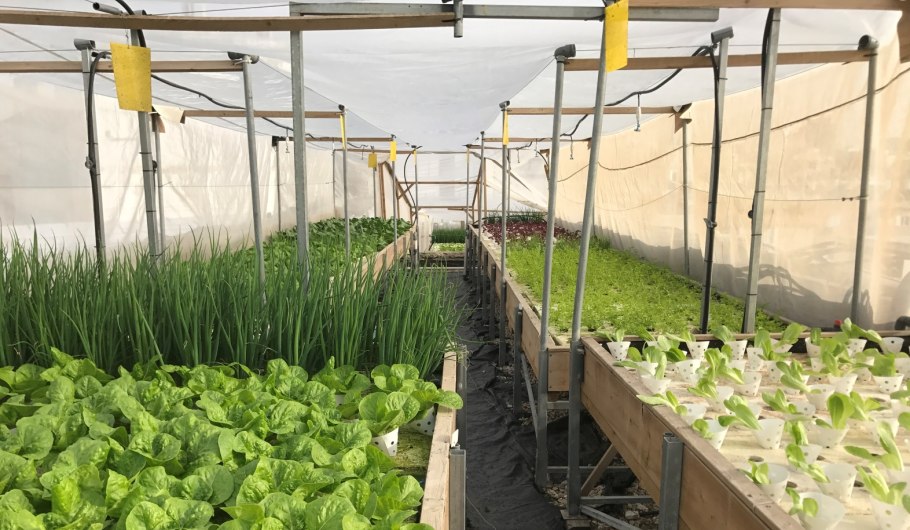 Всходы фенхеля