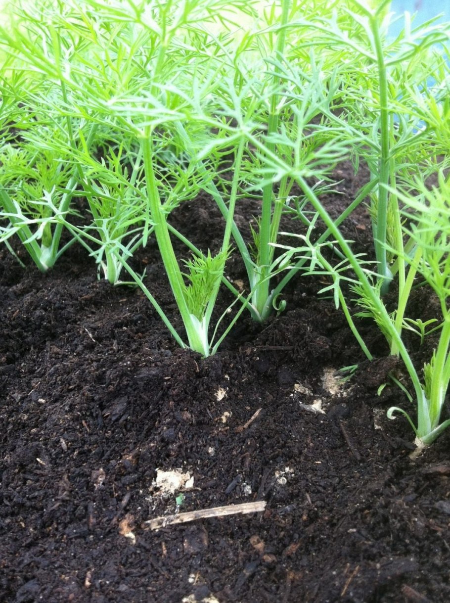 Бизнес лук укроп петрушка