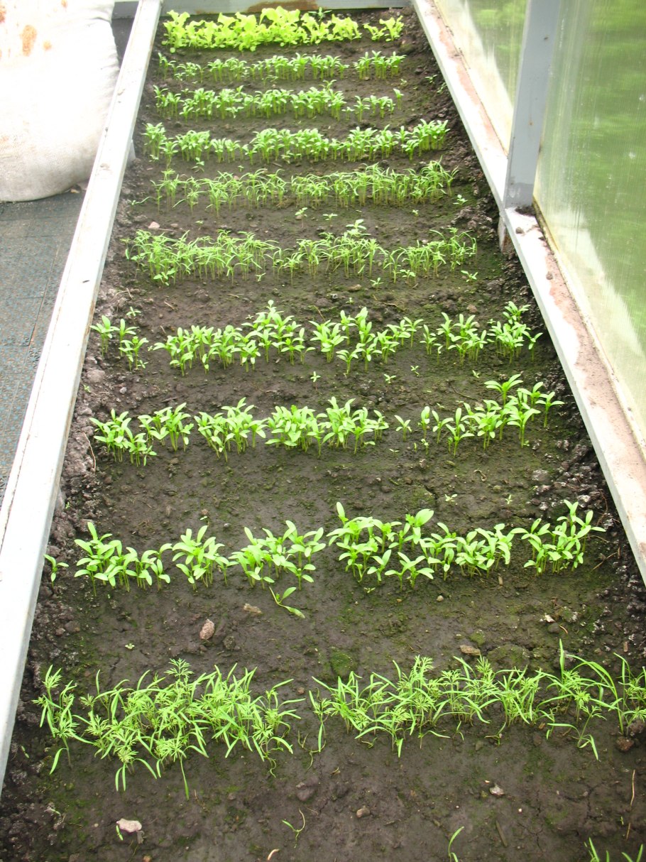 Теплица с укропом