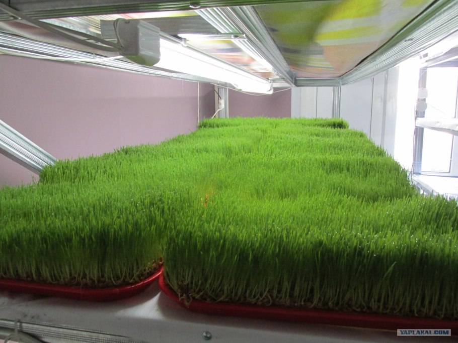 Выращивать зелень