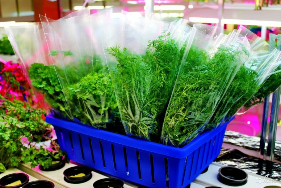 Микрозелень теплица