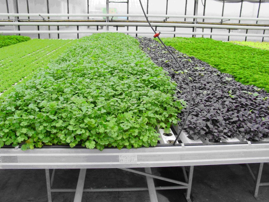 Базилик на гидропонике