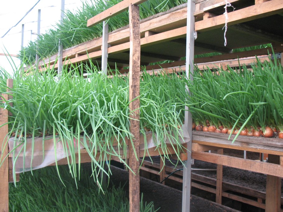 Растет укроп зимой в Хакасии