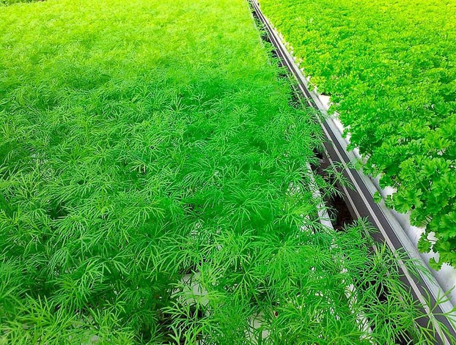 Гидропоника петрушка укроп