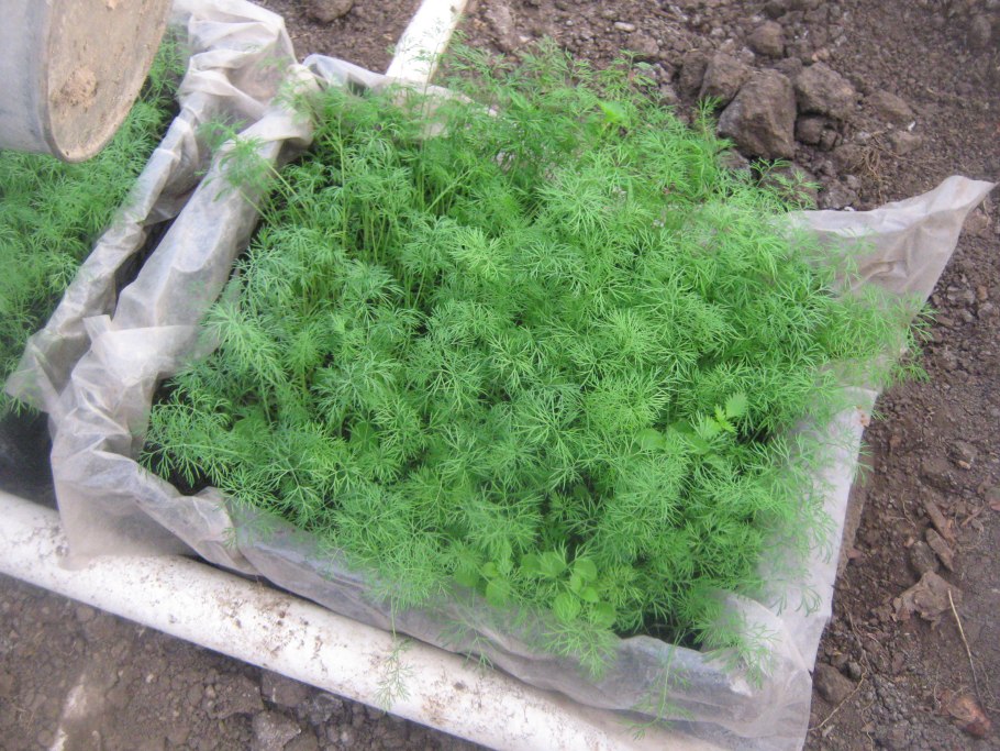 Укроп на даче