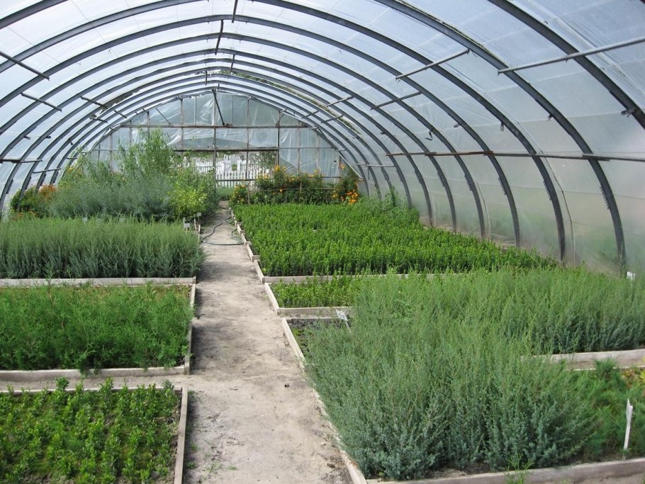 Зелень в теплице