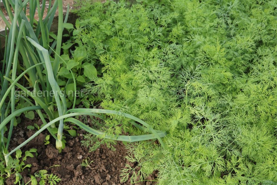 Укроп растет на грядке