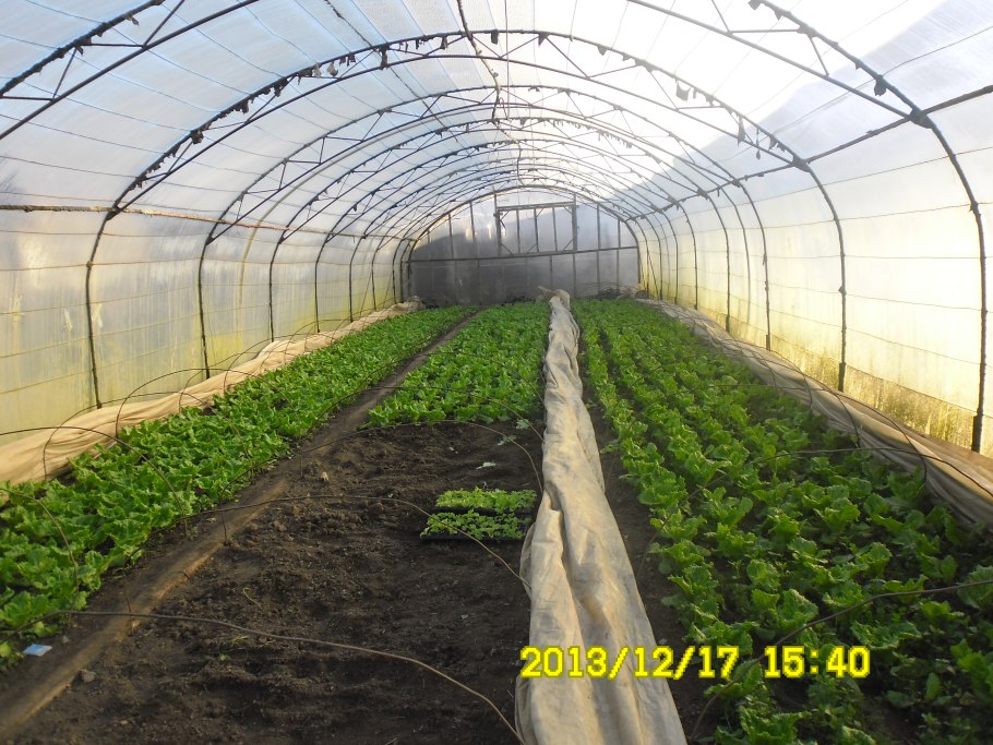 Микрозелень в теплице