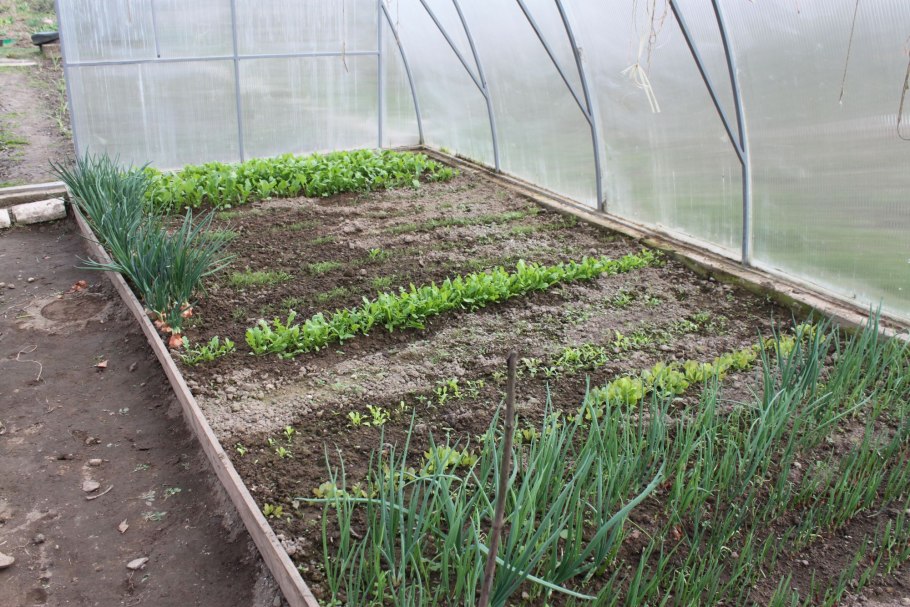 Ранняя зелень в теплице