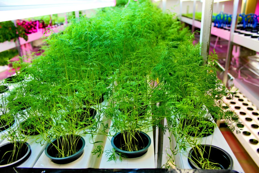 Укроп на гидропонике