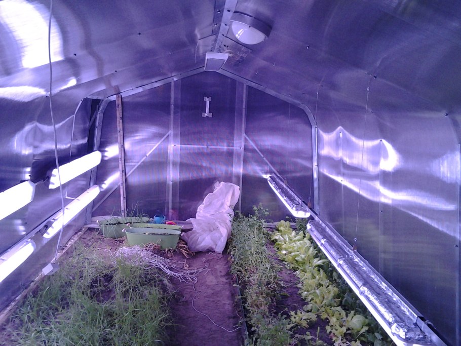 Посадка зелени в теплице