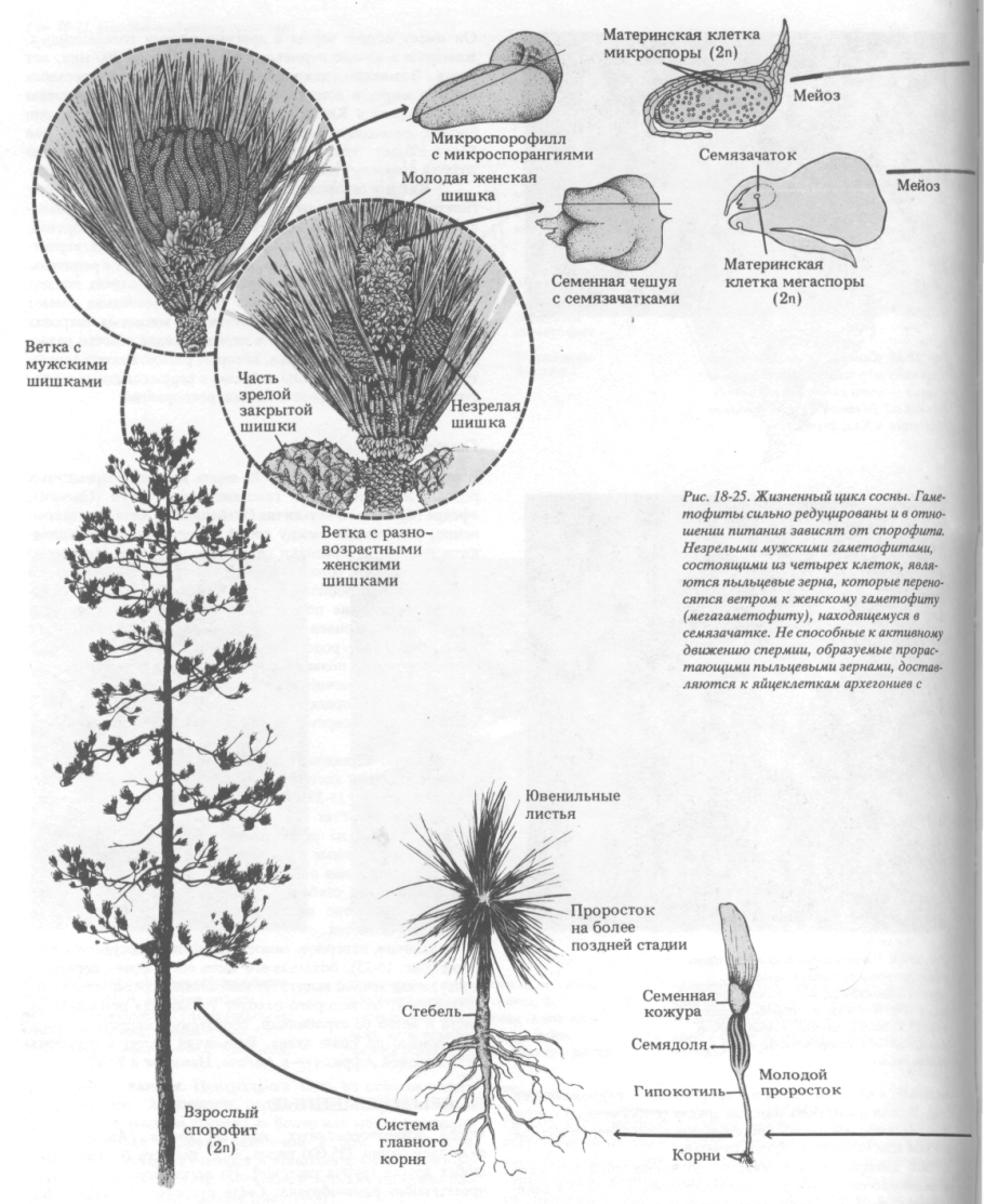 Ветка ели с шишками строение