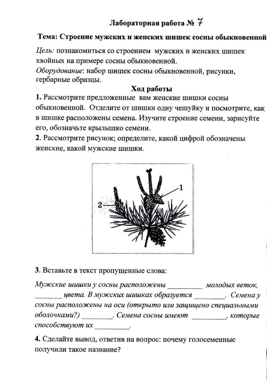 Женская шишка функция