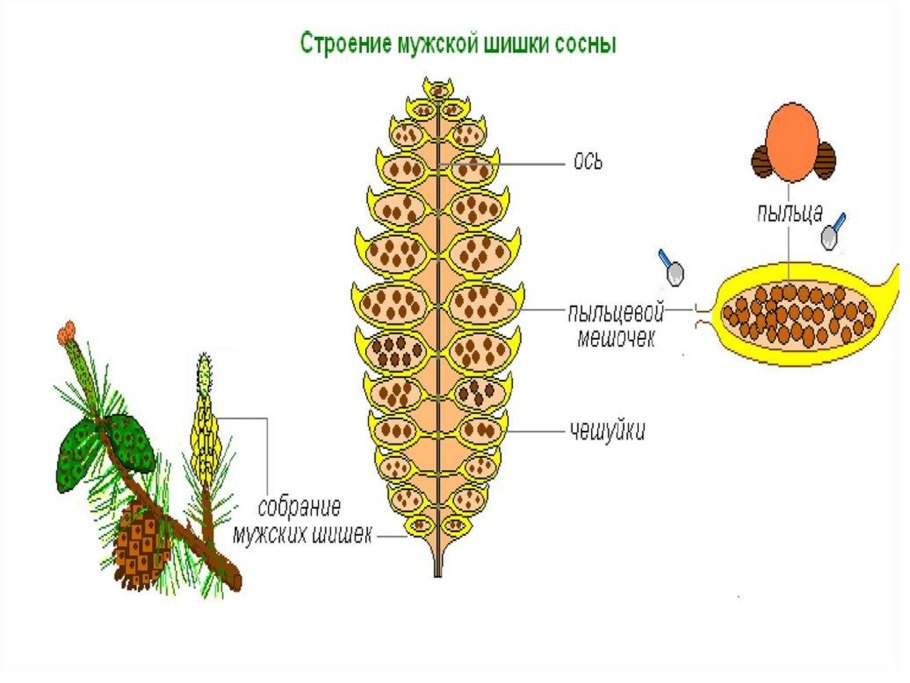 Цикл развития голосеменных семян