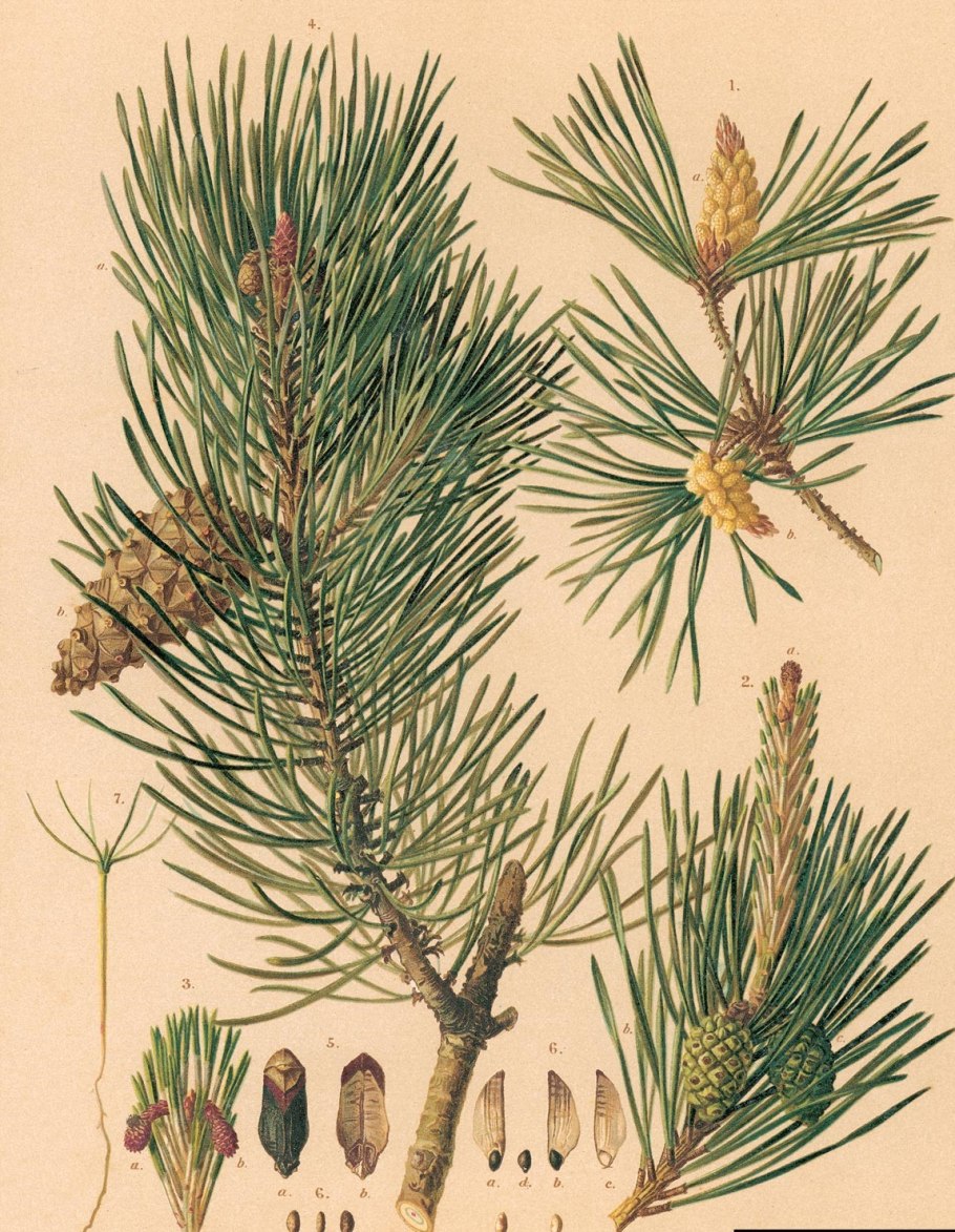 Семейства таксодиевых (Taxodiaceae)