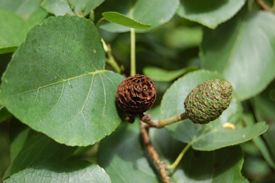 Alnus incana Aureomarginata