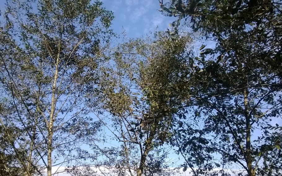 Alnus glutinosa (ольха европейская)