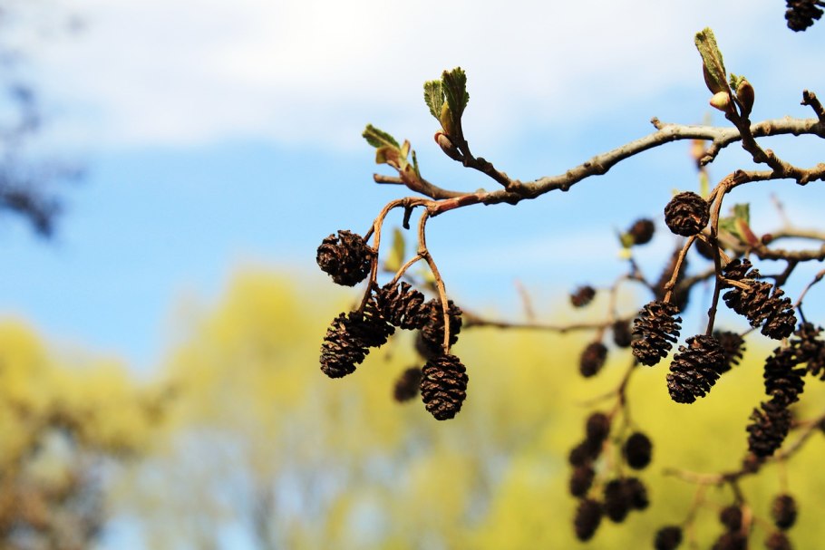 Alnus glutinosa (ольха европейская)