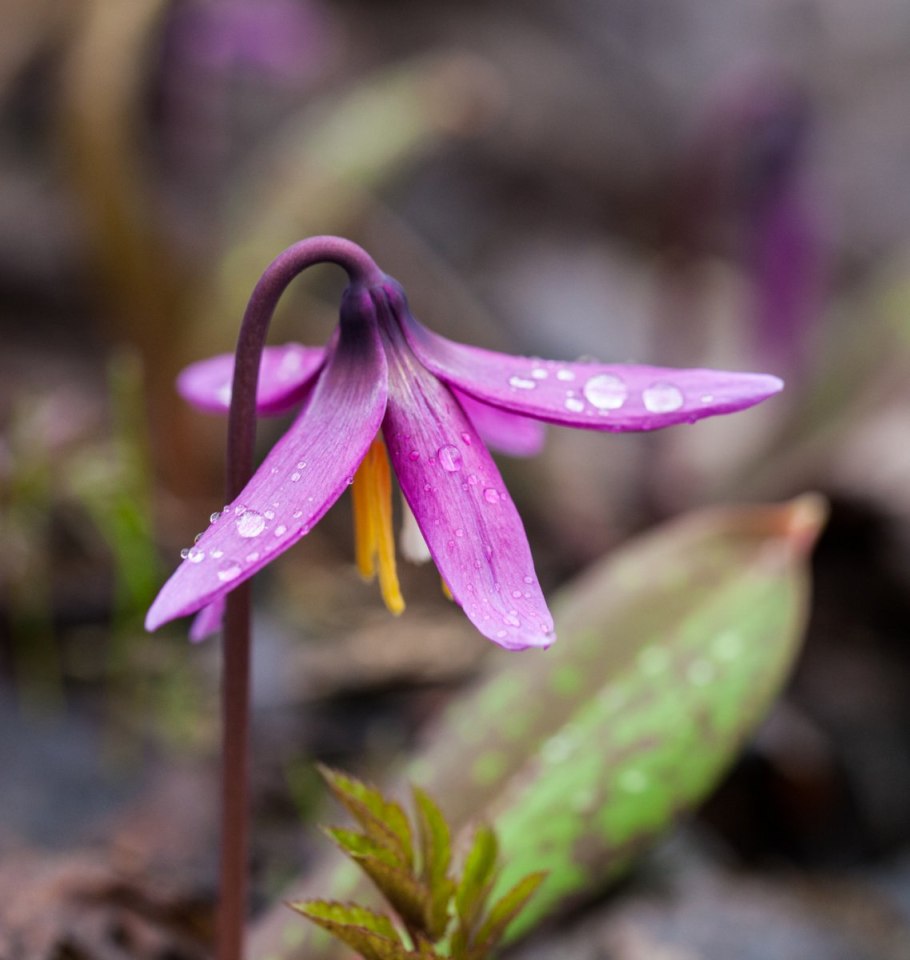 Эритрониум Кондо