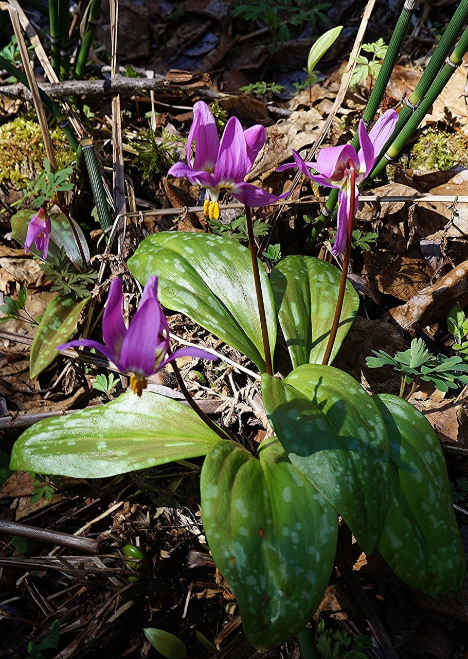 Erythronium americanum