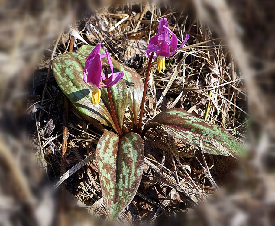 Erythronium Revolutum "White Beauty"