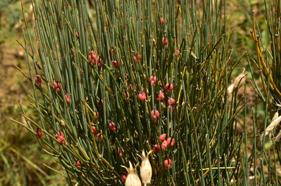 Ephedra foeminea