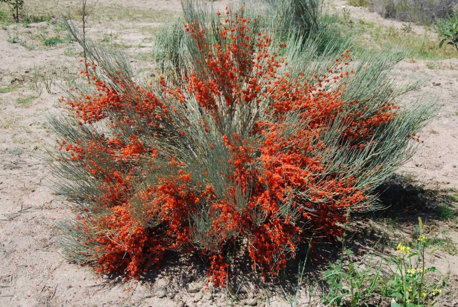 Эфедра хвойник двухколосковый