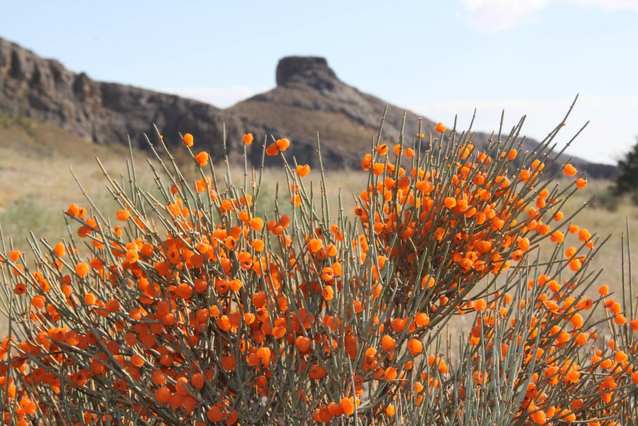 Хвойник Даурский (Ephedra dahurica)