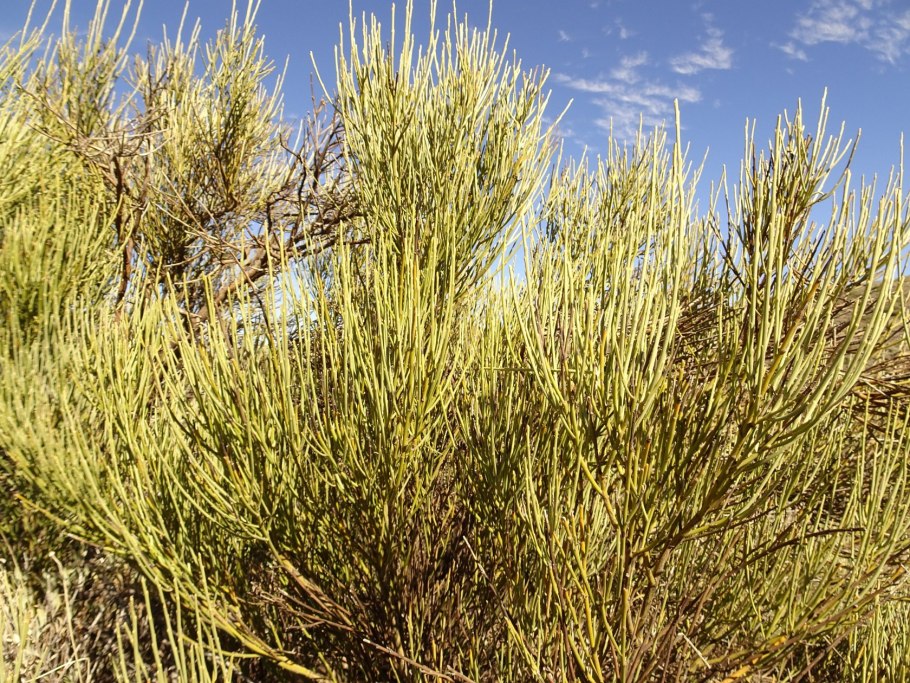 Хвойник эфедра Крымская