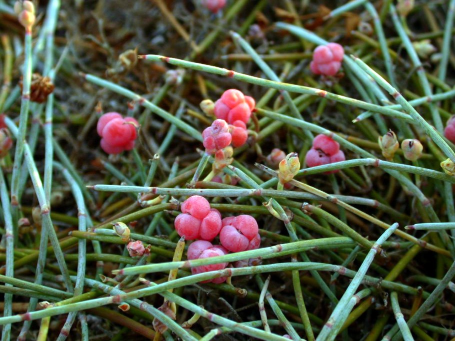 Эфедра Крылатая