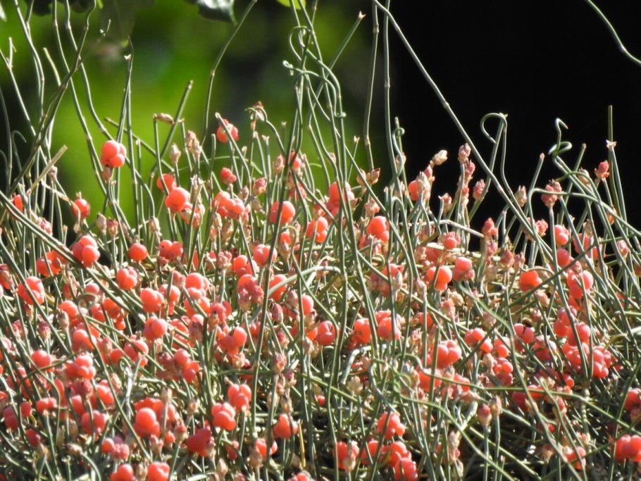 Эфедра distachya