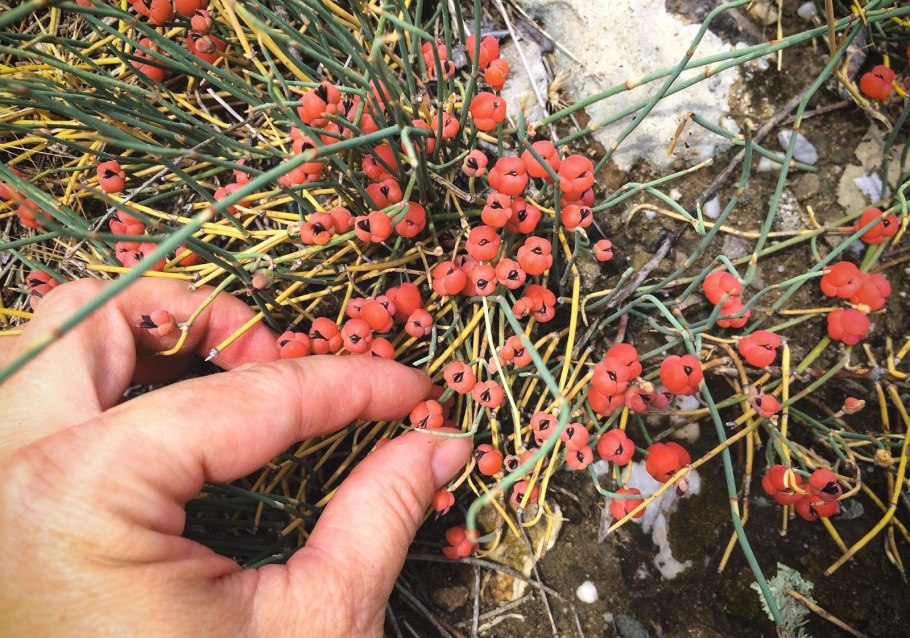 Хвойник двухколосковый Ephedra distachya