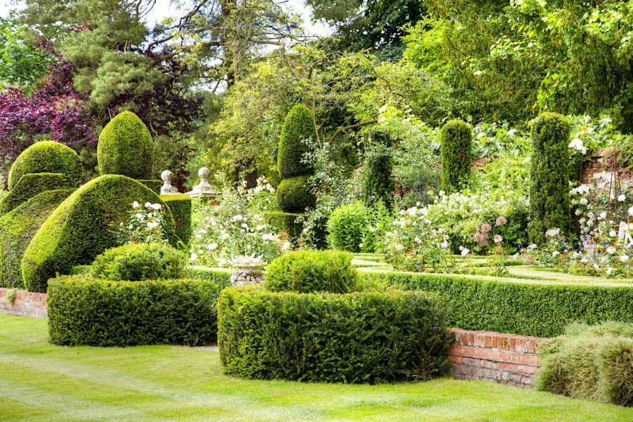 Туя Глобоза