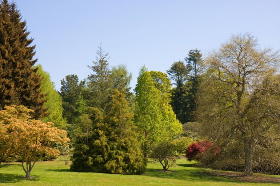 Боскет самшит