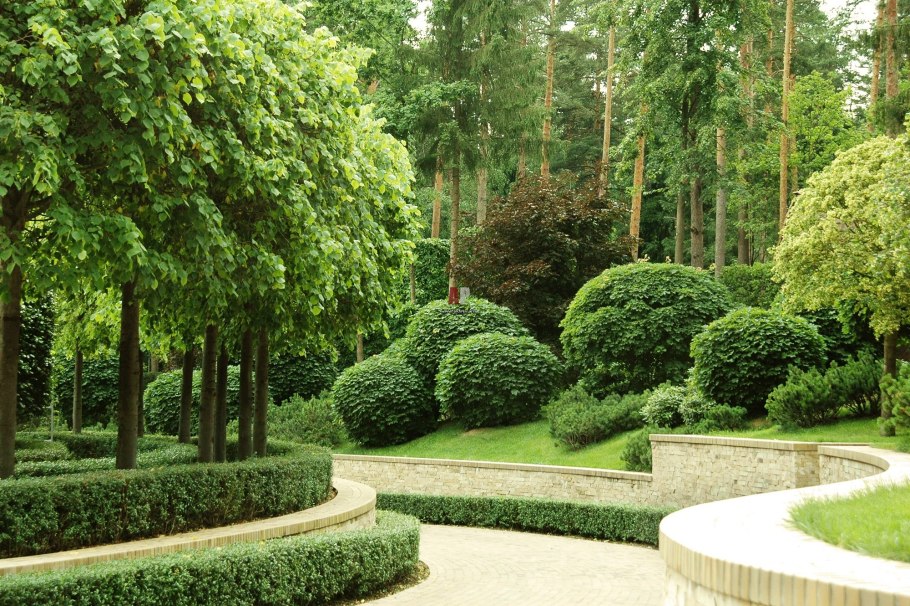 Дерево вечнозеленое бонсай