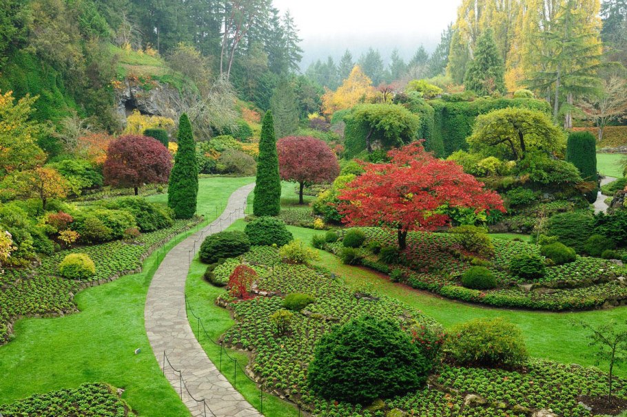 Хвойные кустарники Кипарис