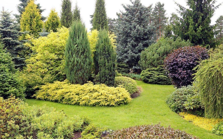 Древесно-кустарниковая Флора