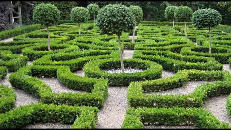 Самшит с плодовыми деревьями