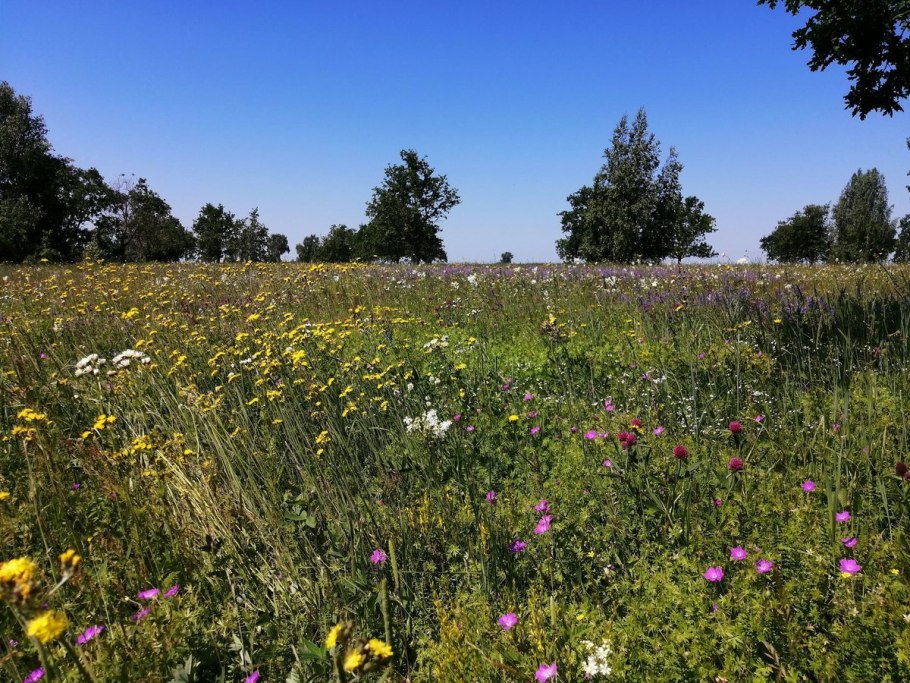 Larsen na1 - поле