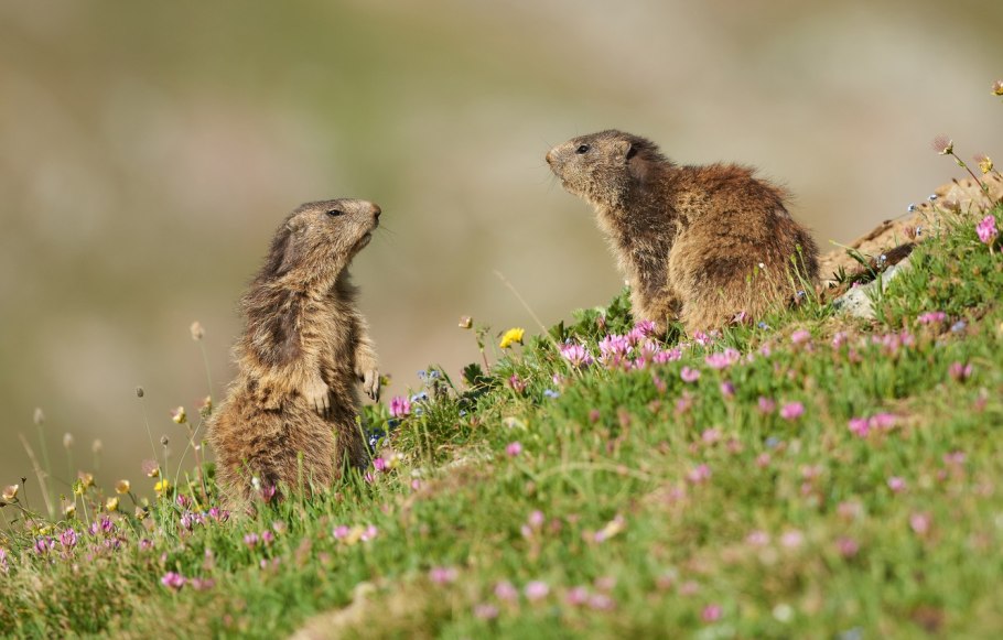 Луг для дошкольников