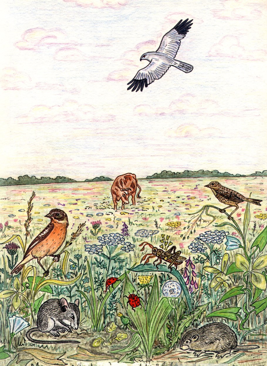 Обитатели природных сообществ