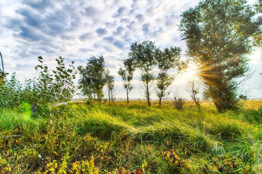 Полевая экосистема