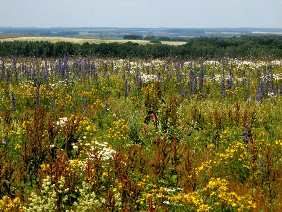 Луг с цветами и бабочками