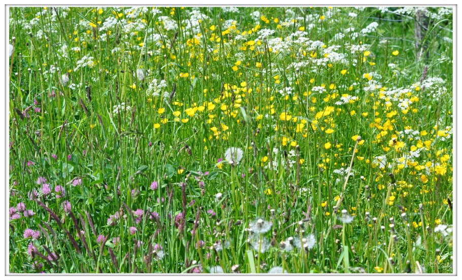 Пищевая сеть экосистемы Луга