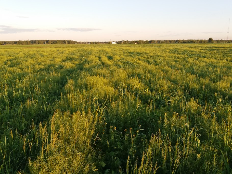 Злаково-разнотравные Луга