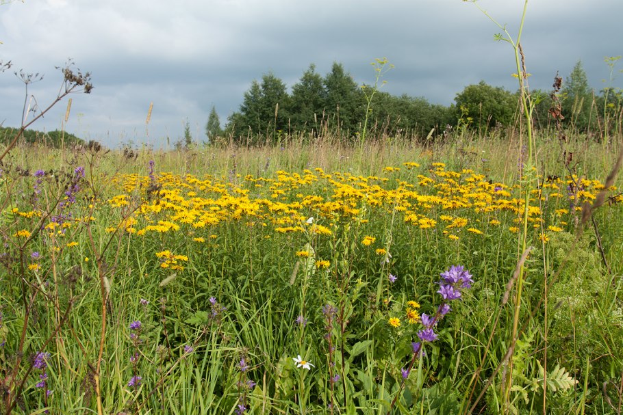 Пастбище Дэна