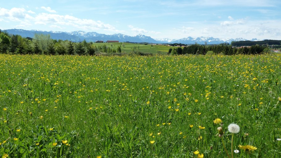 Весенние Луга