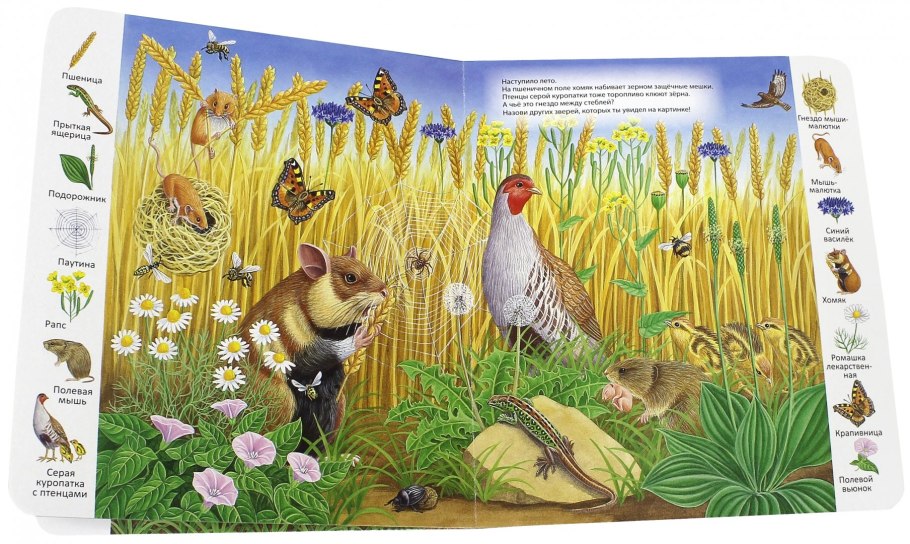 Модель экосистема Луга для дошкольников