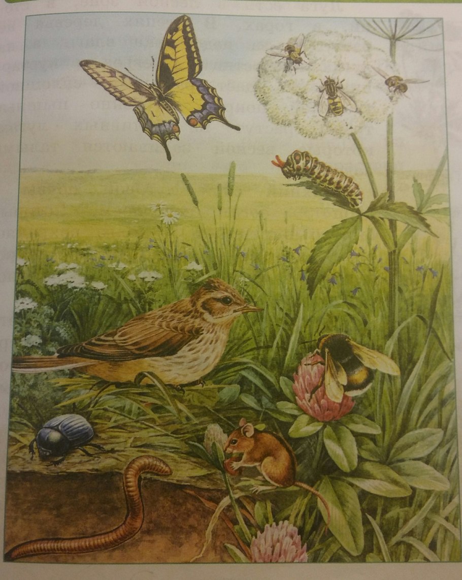 Зоологическое лото "в мире животных"